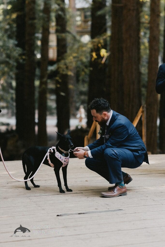 Dogs at Weddings -