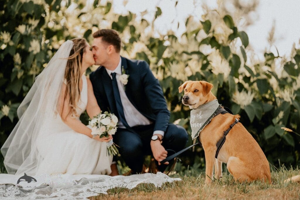Dogs at Weddings -