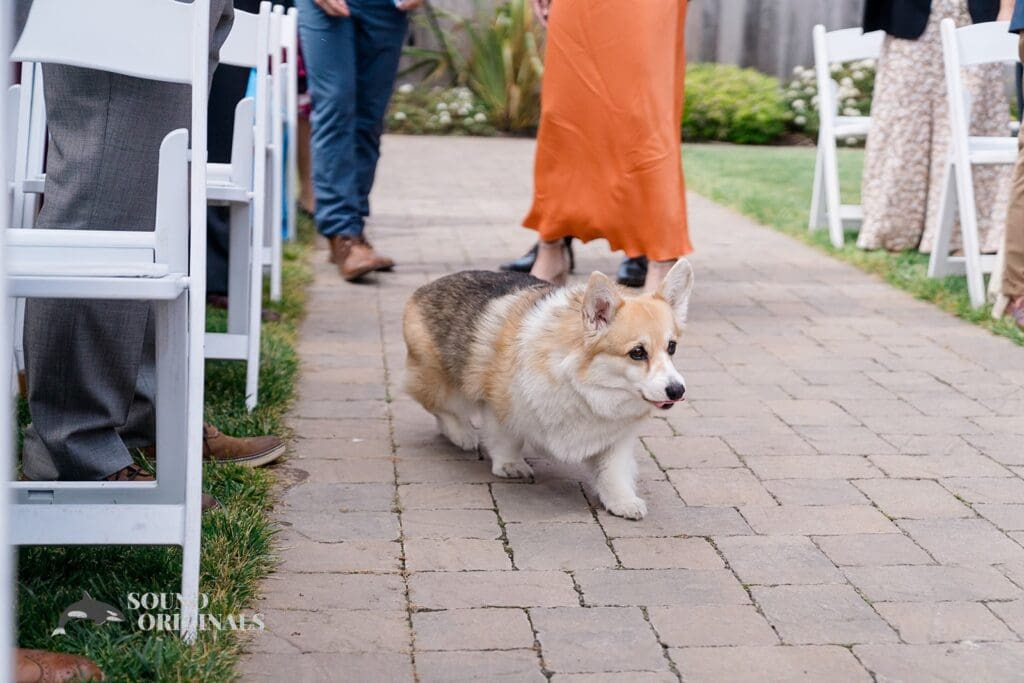 Dogs at Weddings -