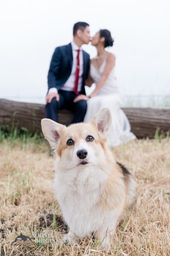 Dogs at Weddings -