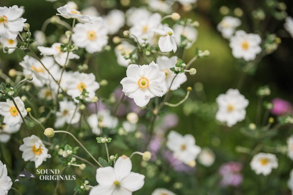 XX // Sean + Biatris -