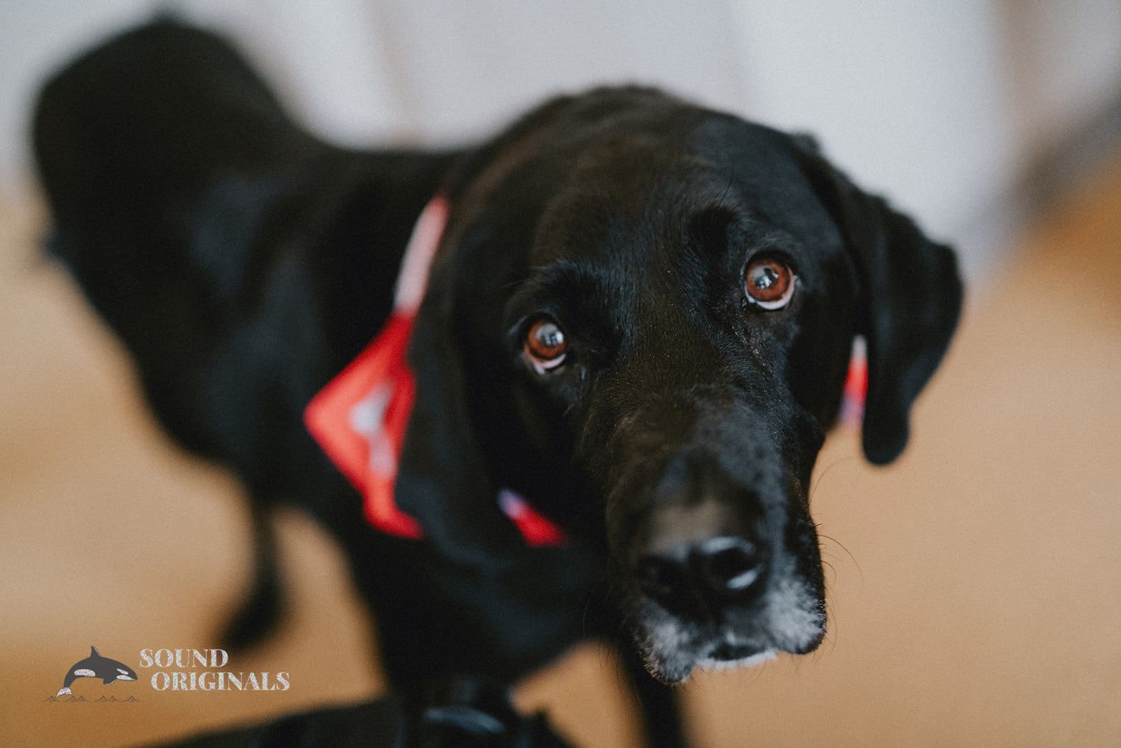 MGM Grand/Highlands Detroit Wedding // Wesley + Rebecca -