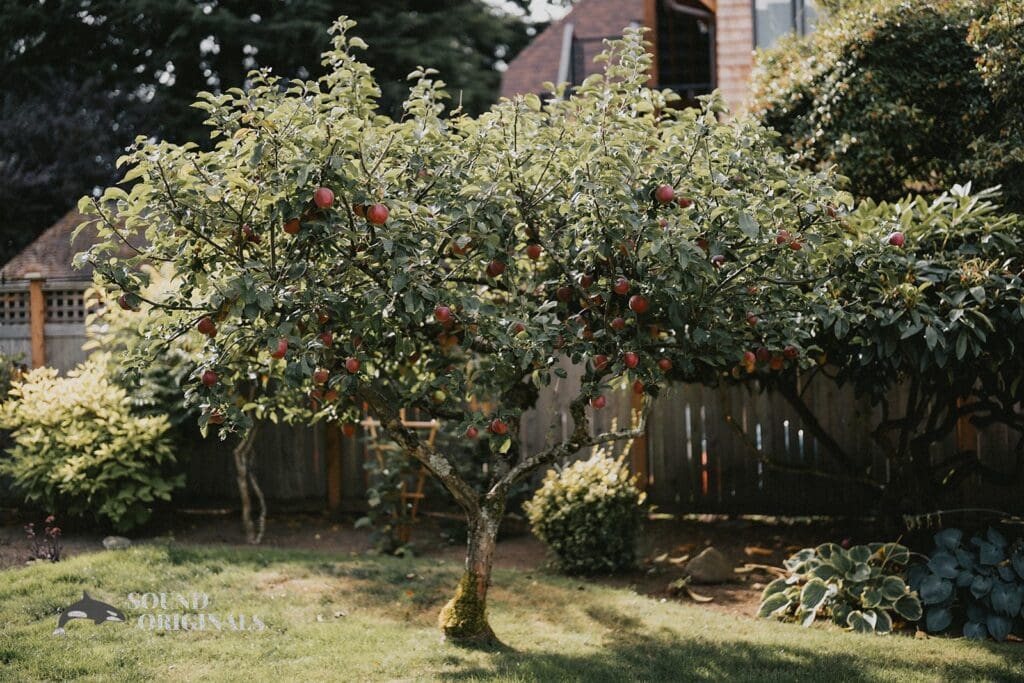 Kiara + Paul A pretty fruit tree stands beautifully at The Carey Gardens