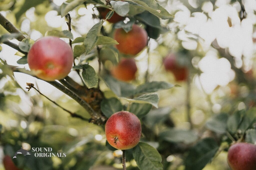 Kiara + Paul A fresh Apple fruit tree at The Carey Gardens