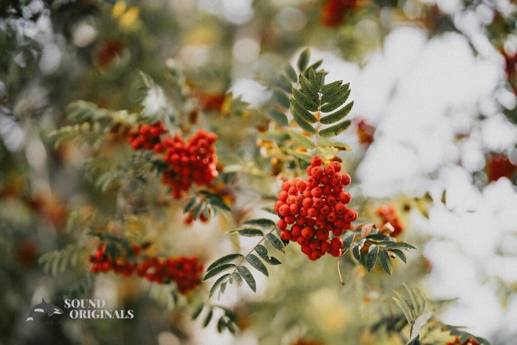 Kiara + Paul A colourful fruit tree at The Carey Gardens Wedding
