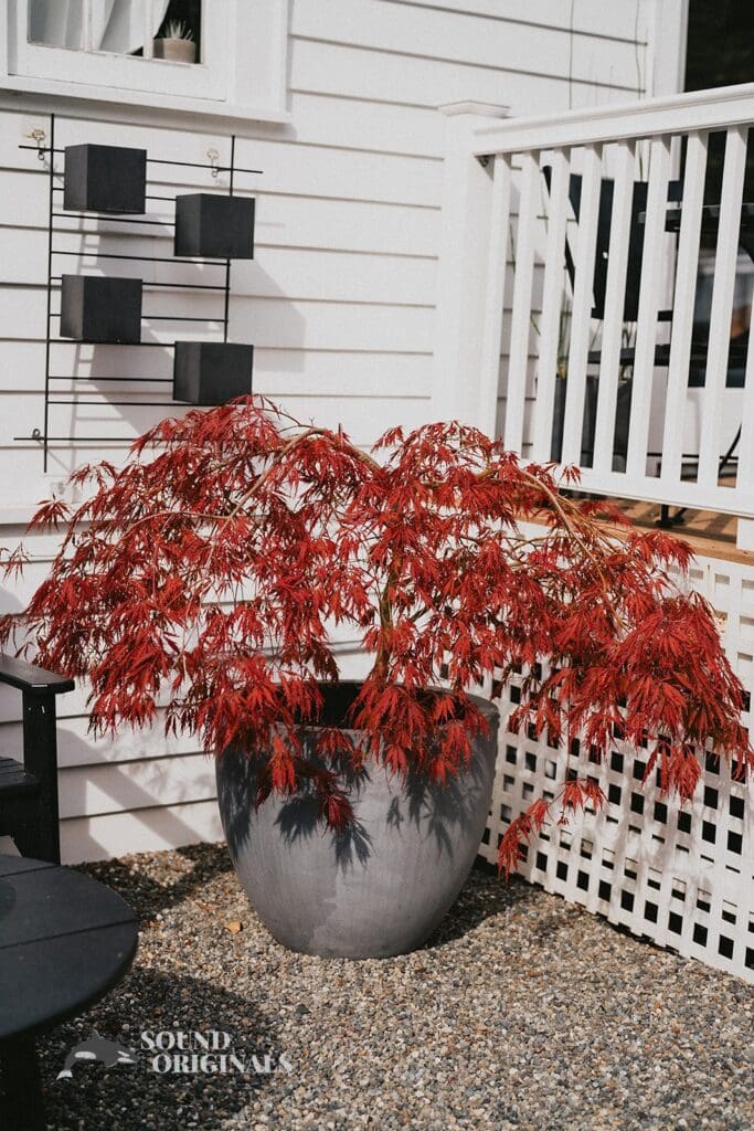 Kiara + Paul A reddish beautiful flower at The Carey Gardens Wedding