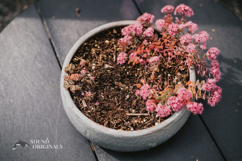 Kiara + Paul A pretty pinky flower at The Carey Gardens Wedding