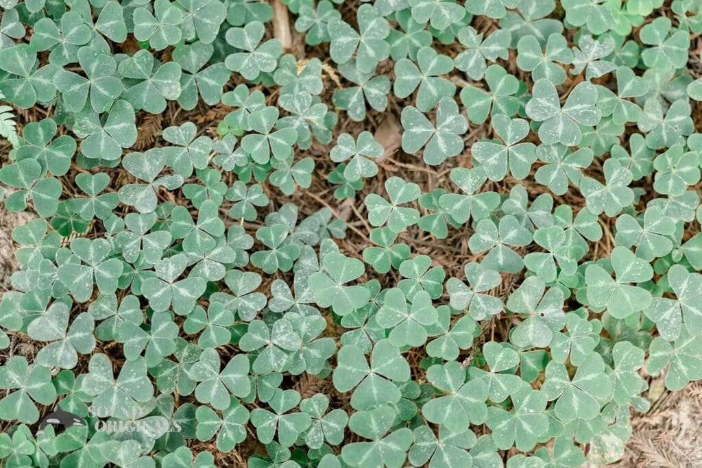 Hoyt Arboretum Engagement // Daphne + Daniel -