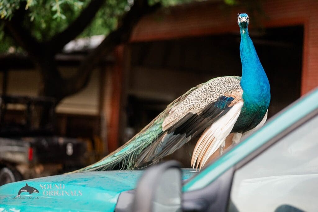 Moon River Ranch Wedding // Paola & Jonathan -