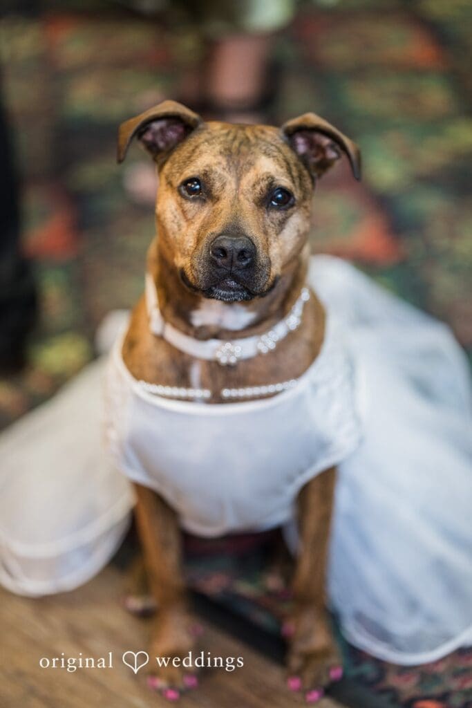 Nicholas + Claire Chivaree on Park Wedding // Claire & Nicholas -