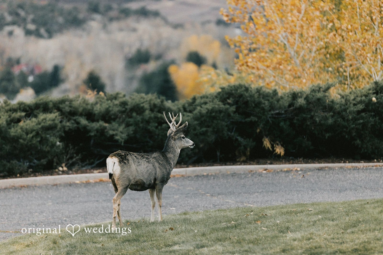 McKinsay & Grant -
