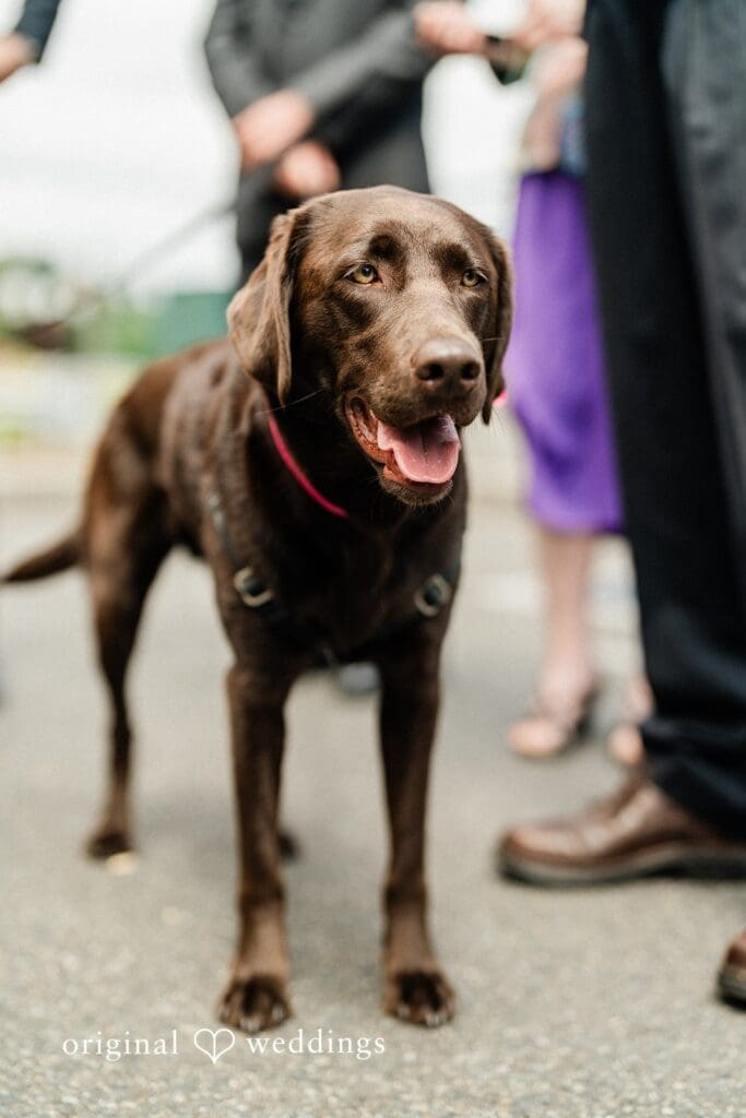 Sodo Park Wedding // Gillian & Curtiss -