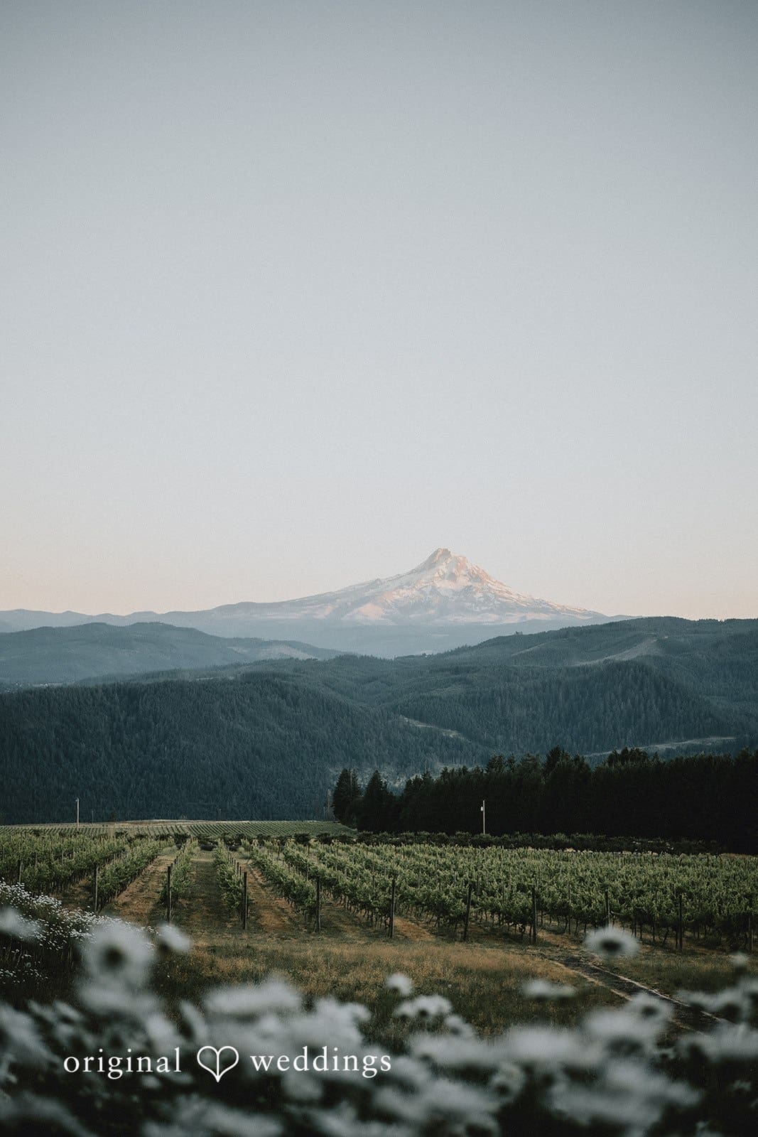 Gorge Crest Vineyards Wedding // Daphne & Daniel -