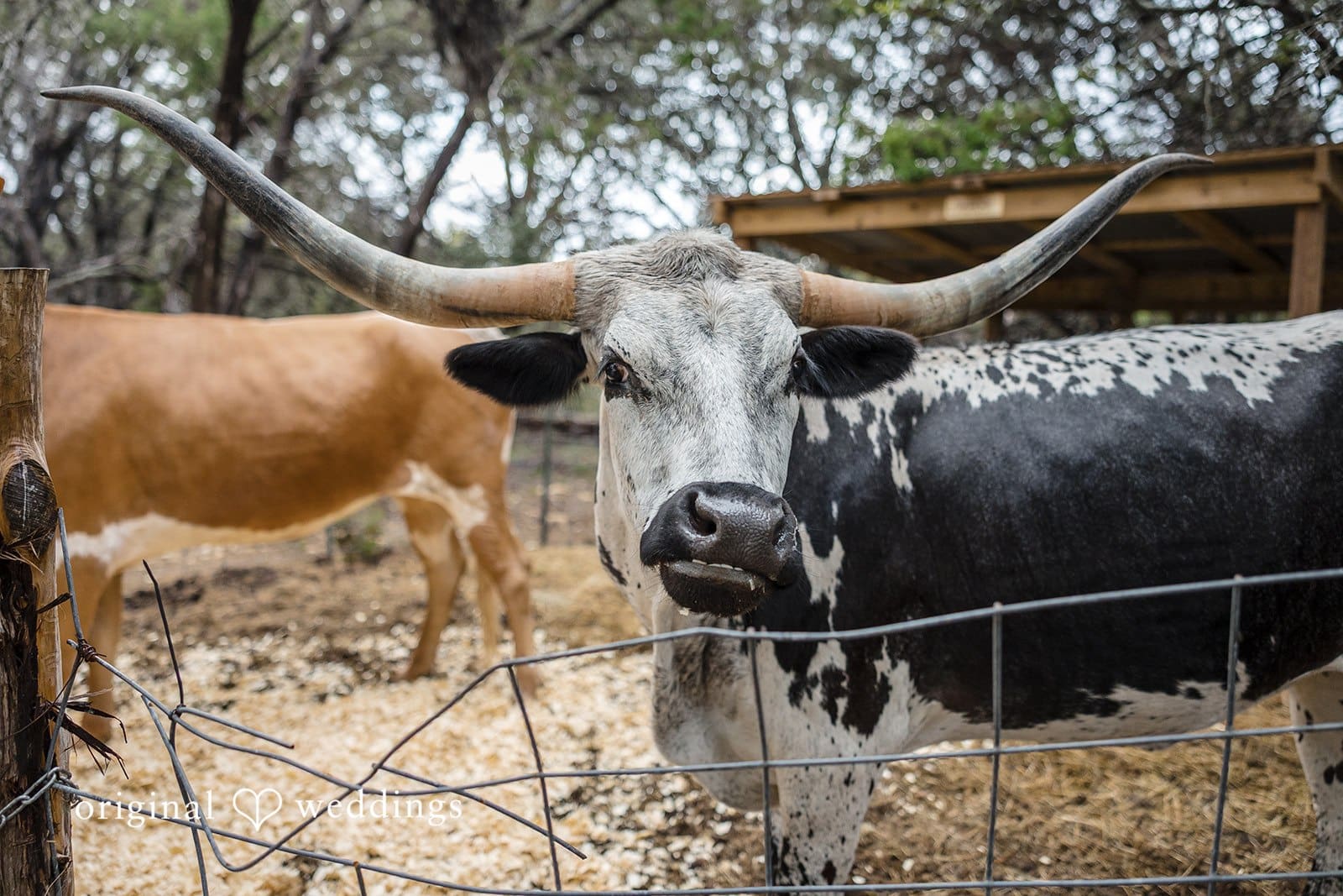 Longhorn Getaway Wedding // Maranda & Robert -
