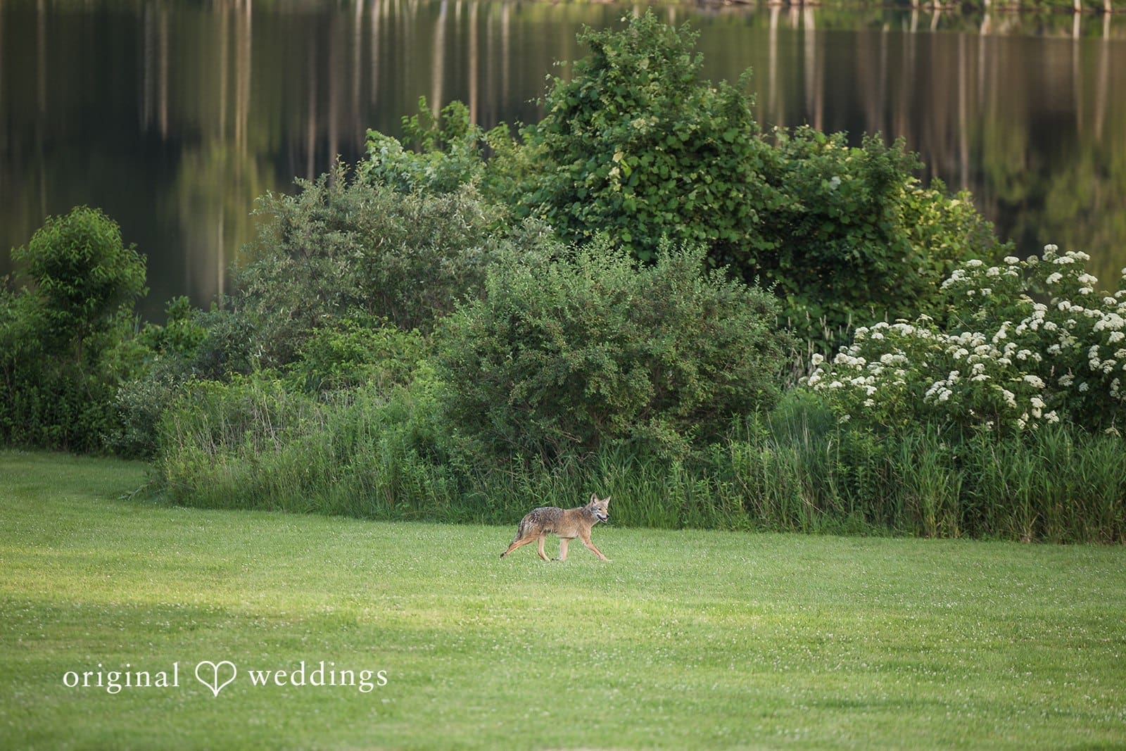 Massachusetts Backyard Wedding // Andrea & Matt -