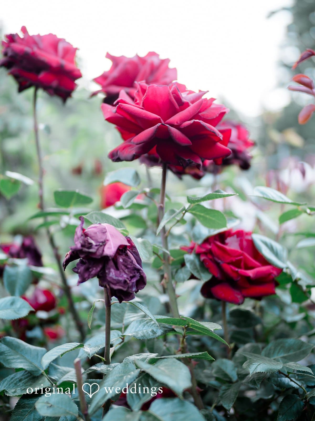 Portland International Rose Garden Engagement // Elizabeth & Daniel -
