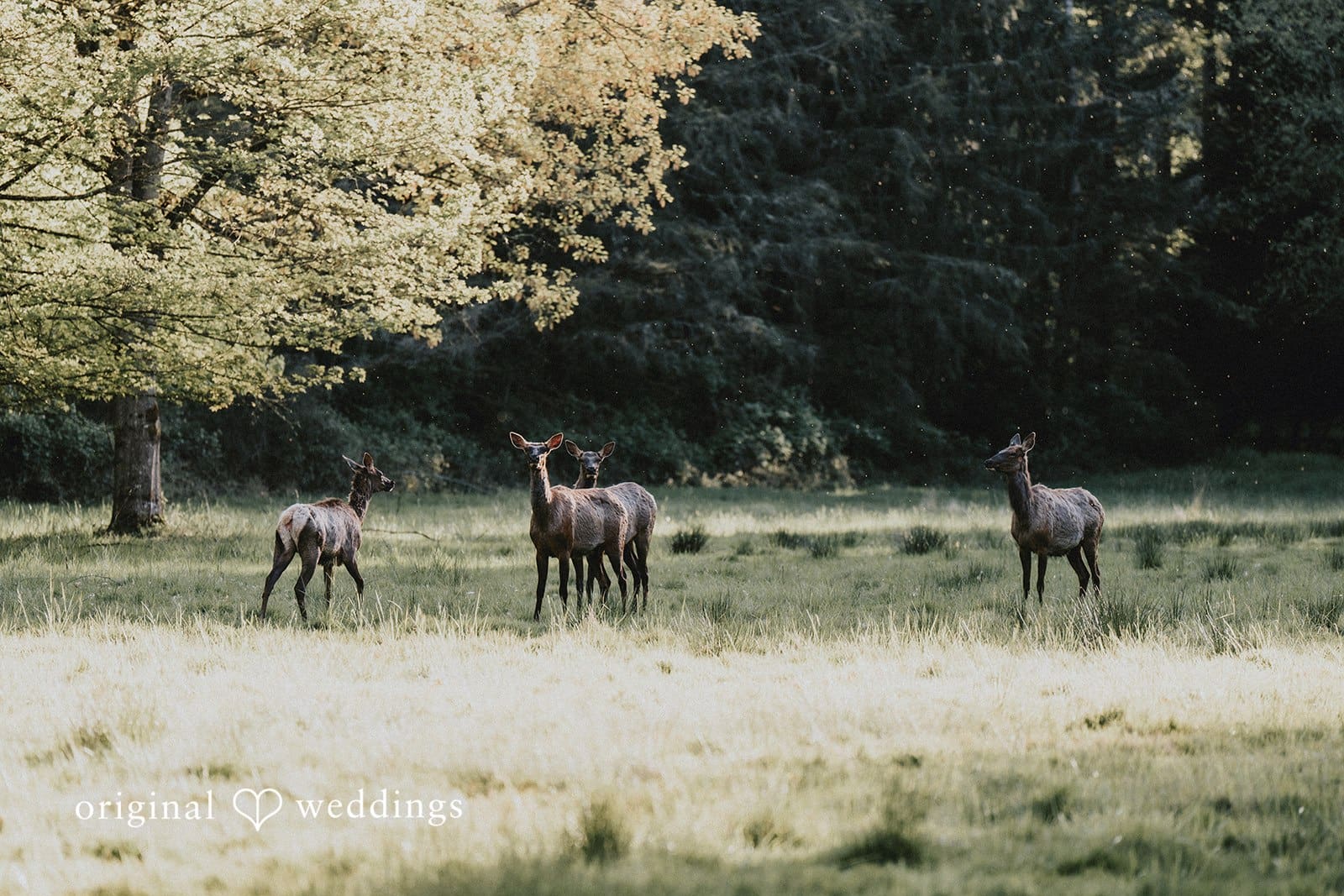 Rockwood Farms Engagement // Kaydee & Jameson -