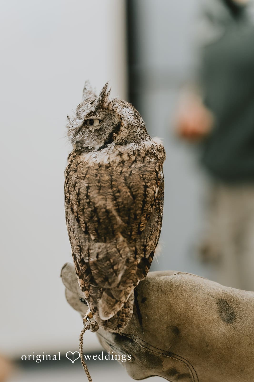 Stone Zoo Wedding // Corin & Gengyi -
