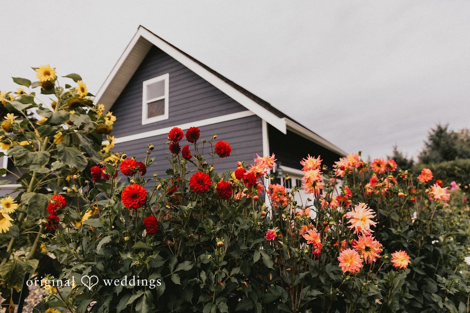 Washington Backyard Wedding // Olivia & Reid -