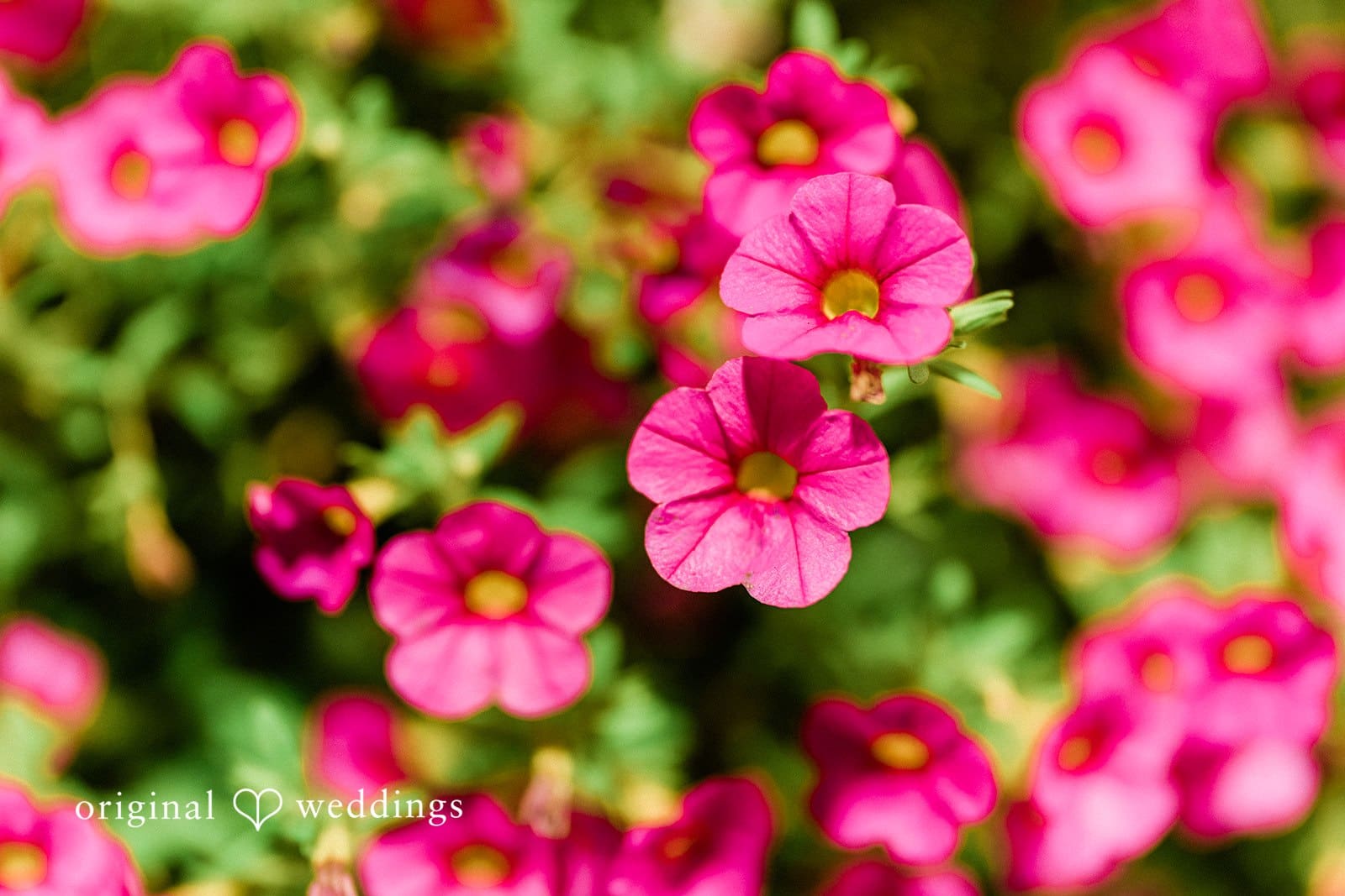 Bellevue Christian Reformed Church Wedding // Ericka & Allen -