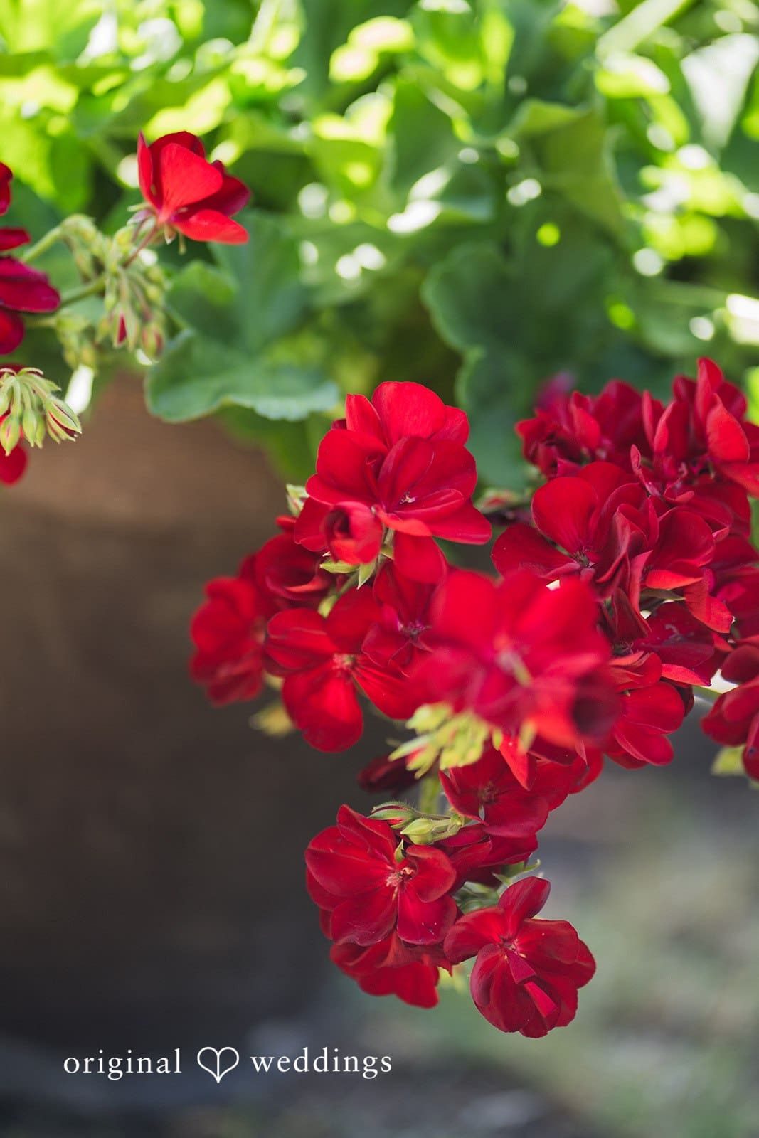 Bliss Beach Wedding // Alissa & Matt -