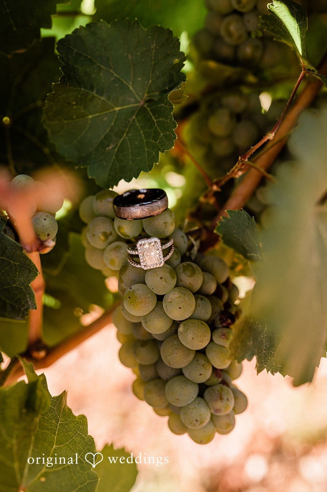Canyon Ranch Vineyards Wedding // Courtney & Zach -