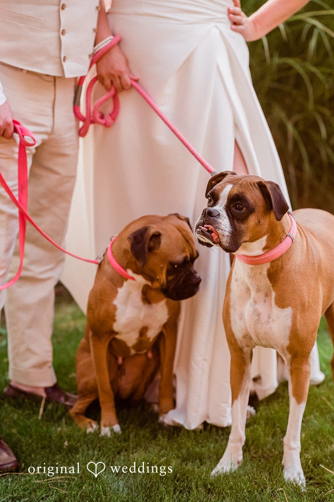 Canyon Ranch Vineyards Wedding // Courtney & Zach -