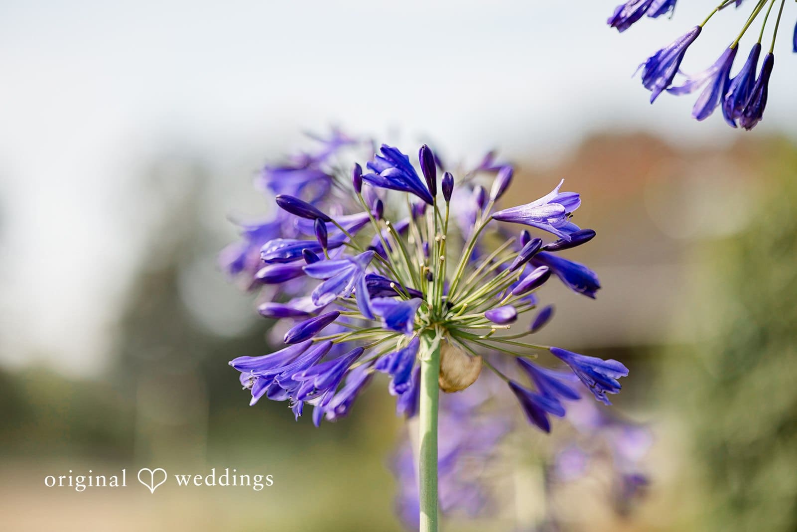 Center for Urban Horticulture Wedding // Amanda & Spencer -