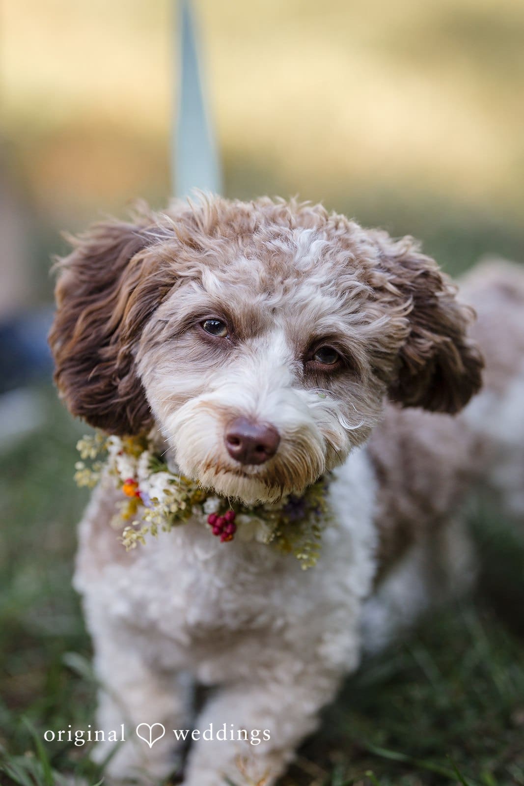 Chaumette Winery Wedding // Macy & Gregorio -