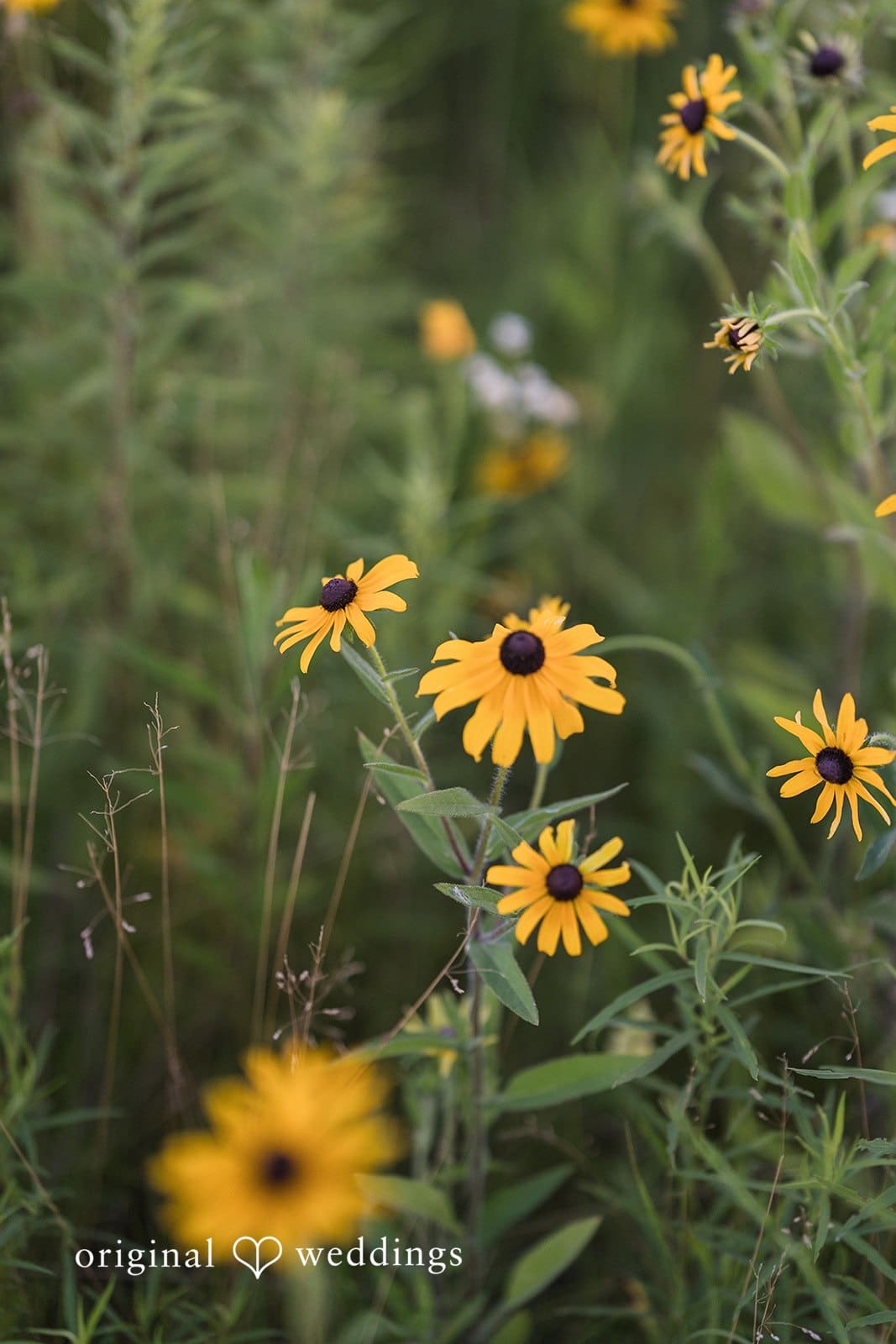 Lakeshore State Park Engagement // Kevin & Rory -
