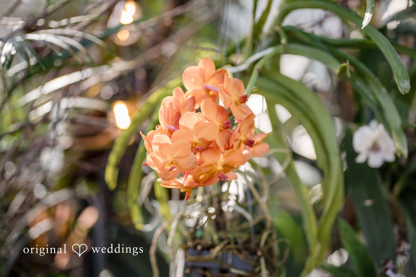 State Botanical Garden of Georgia Wedding // Maddy & Patrick -