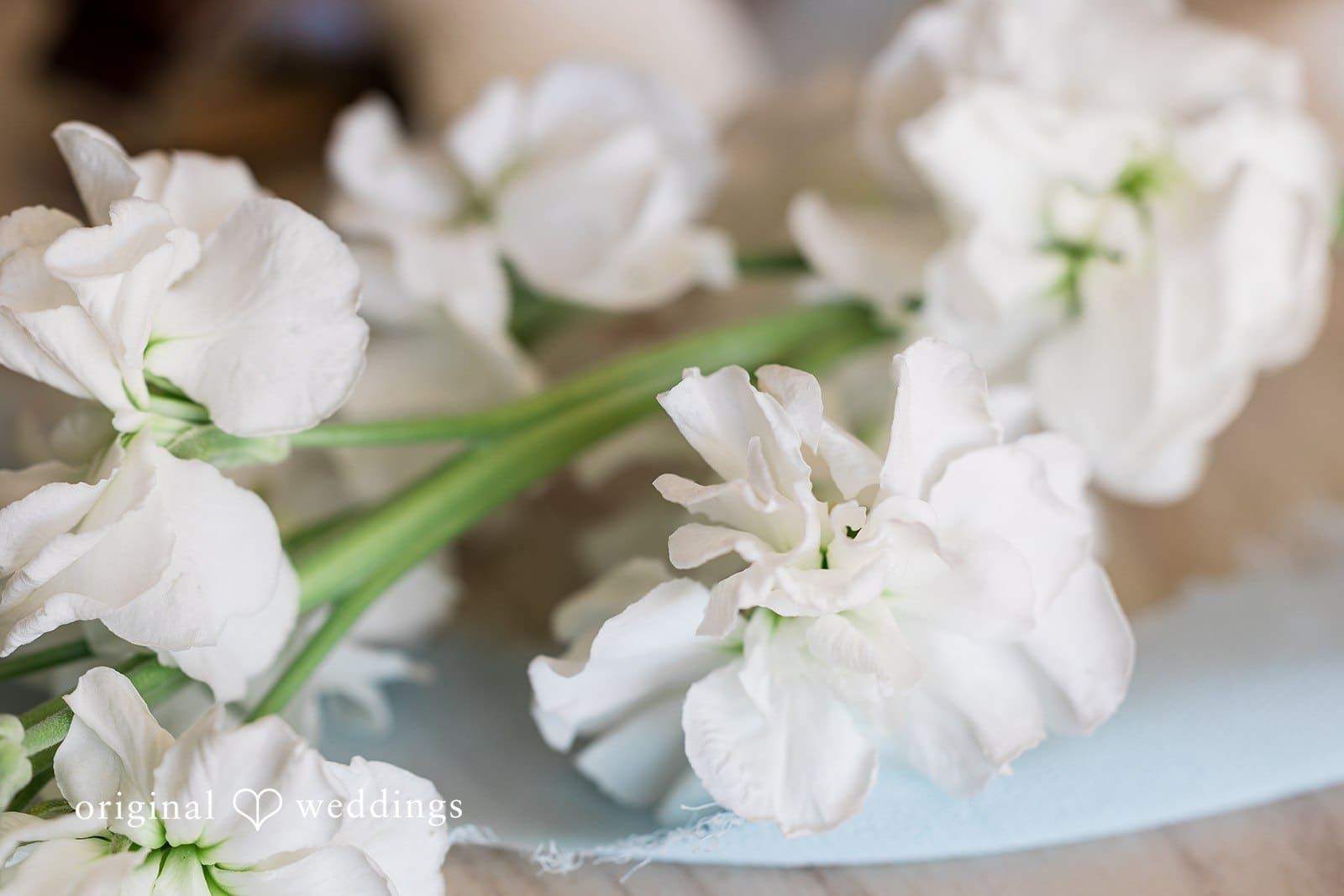 The Resort at Longboat Key Club Wedding // Jessica & Tyler -