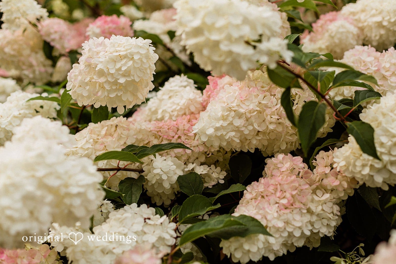 Washington Backyard Wedding // Kristen & Brian -