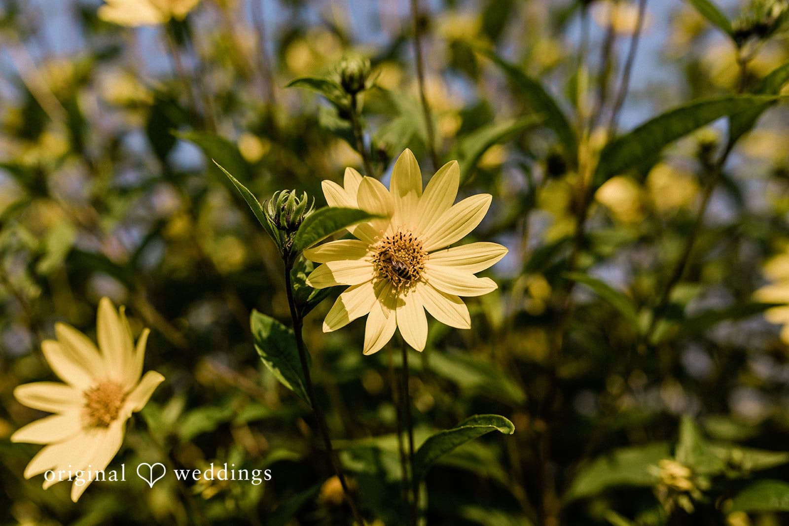 Washington Backyard Wedding // Rachel & Zachary -
