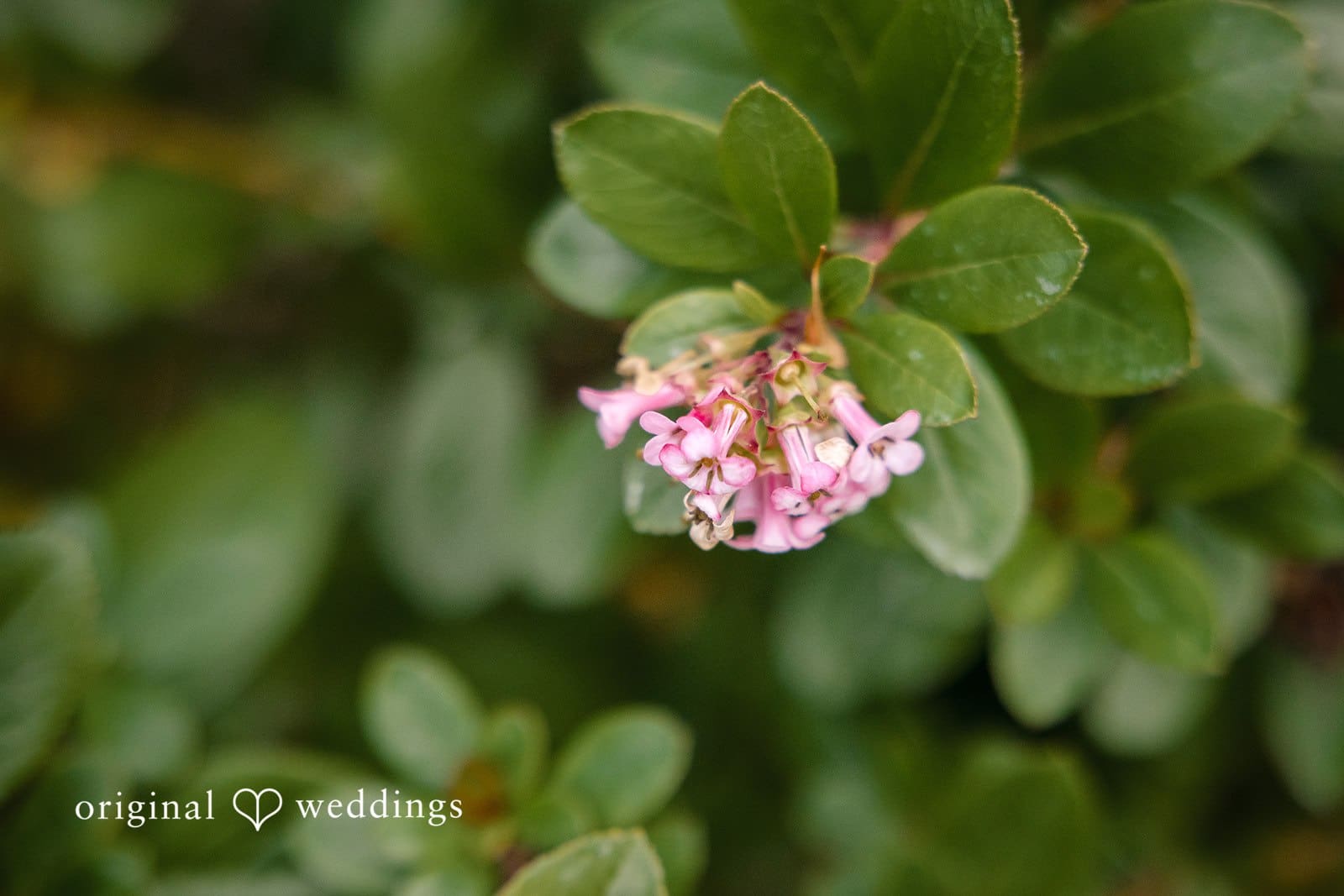 Washington Backyard Wedding // Suji & Stephen -