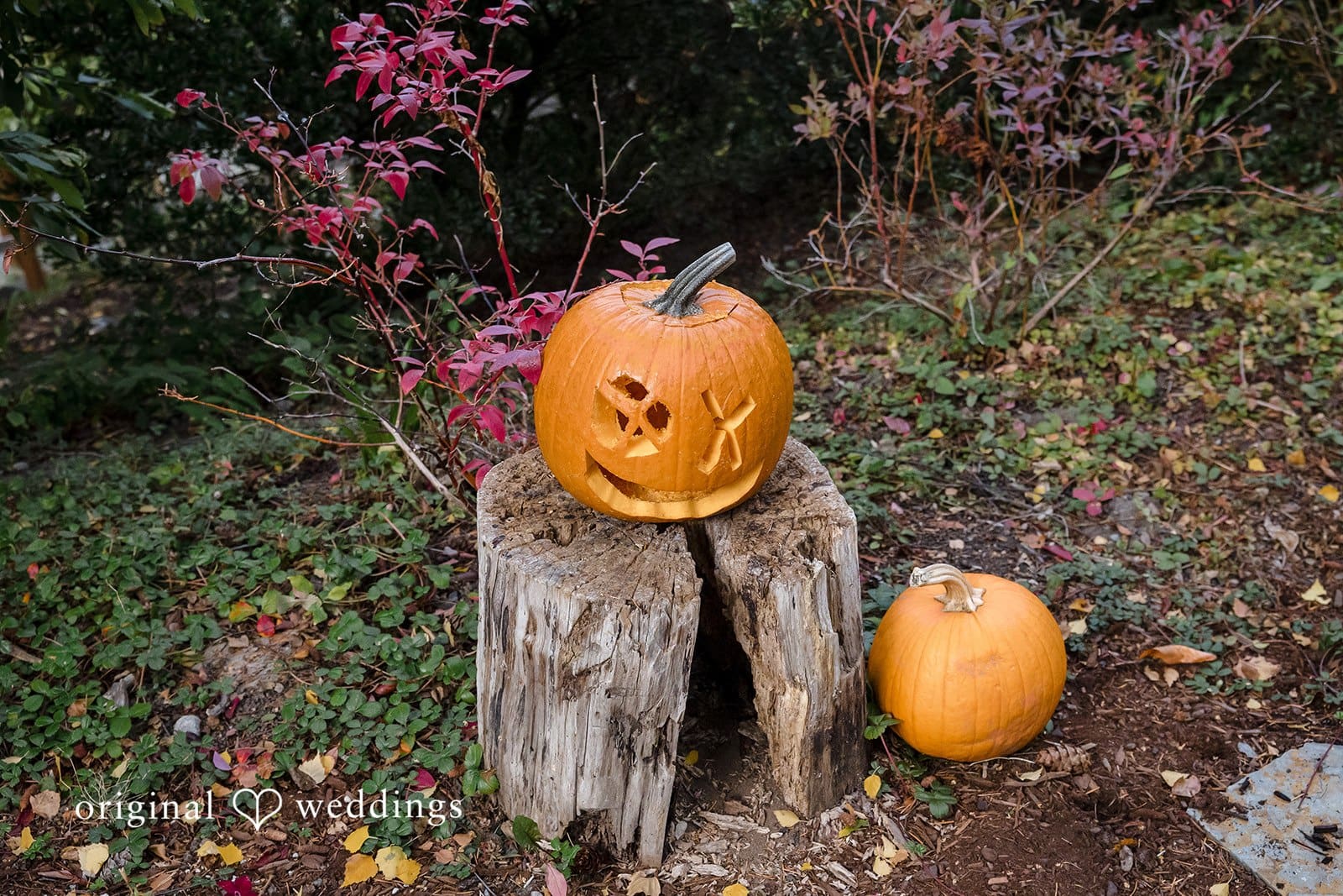 Washington Backyard Wedding // Suji & Stephen -