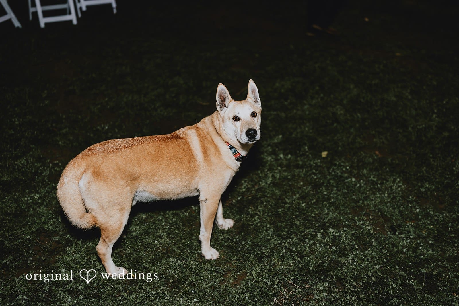 California Backyard Wedding // Charlie & Nicholas -