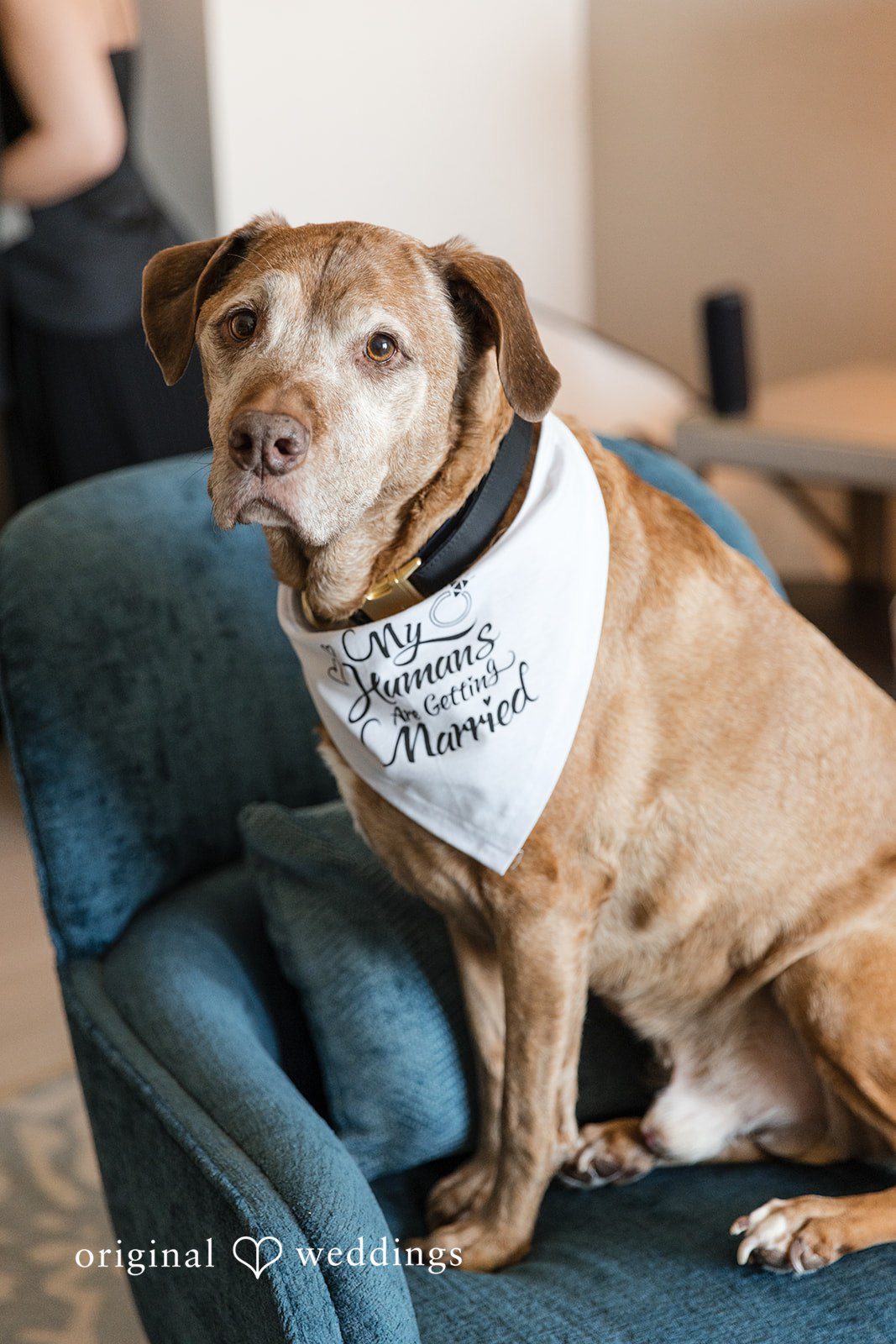 Brown dog sitting on a sofa wearing a bandana.