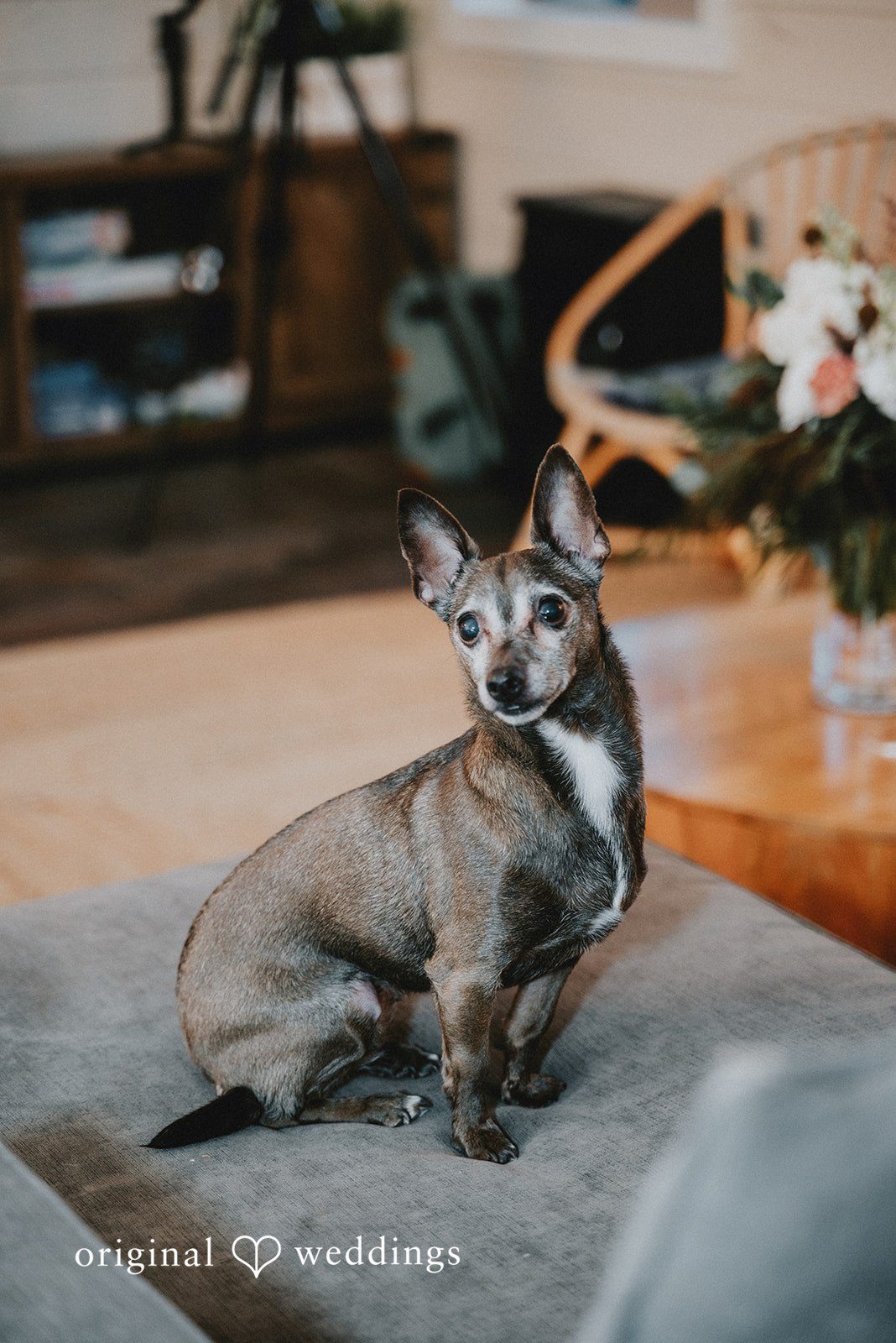 Kelsey + Adam Dog sitting near wedding details.