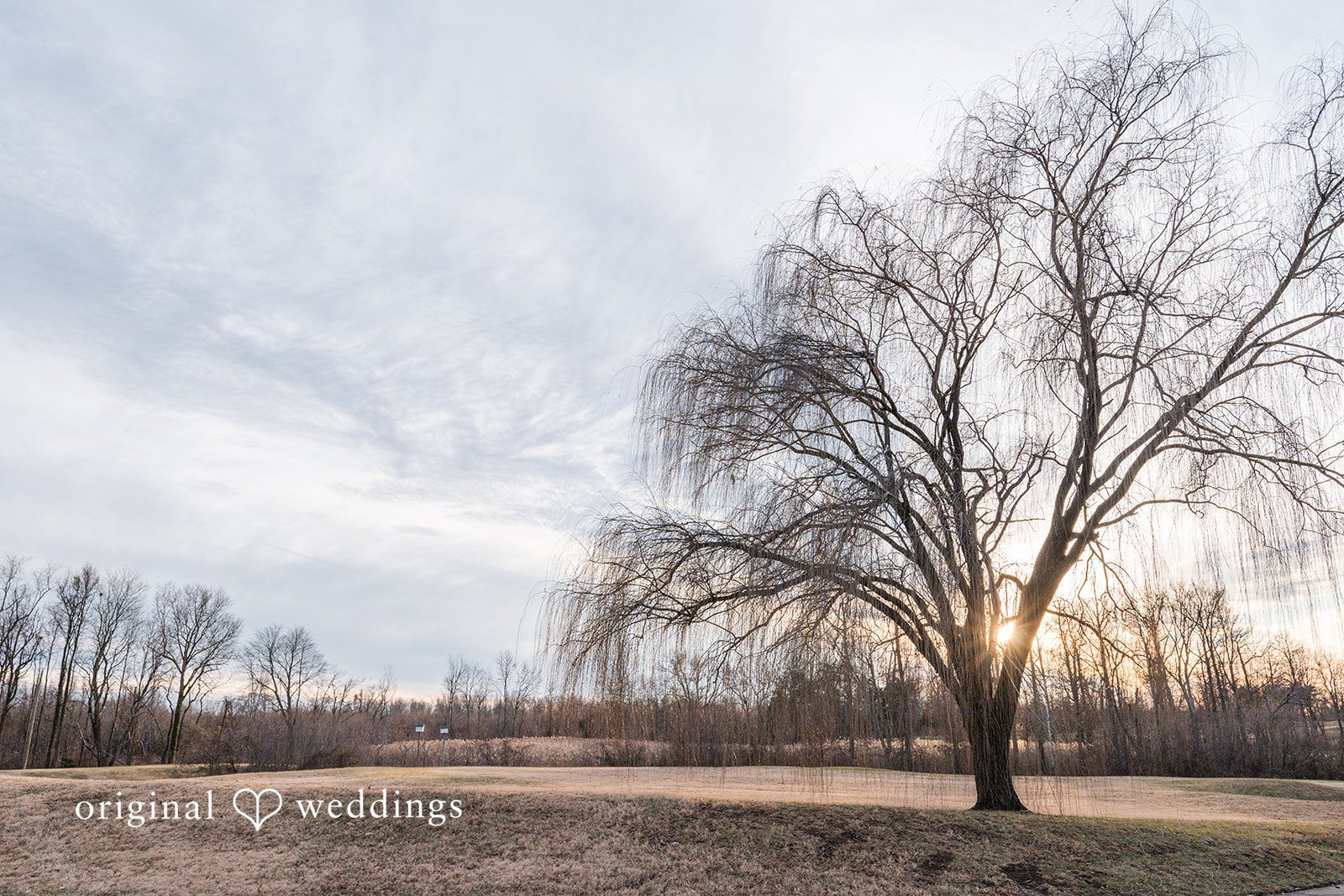 Caitlyn + Greg Bare trees in a quiet outdoor landscape under soft light