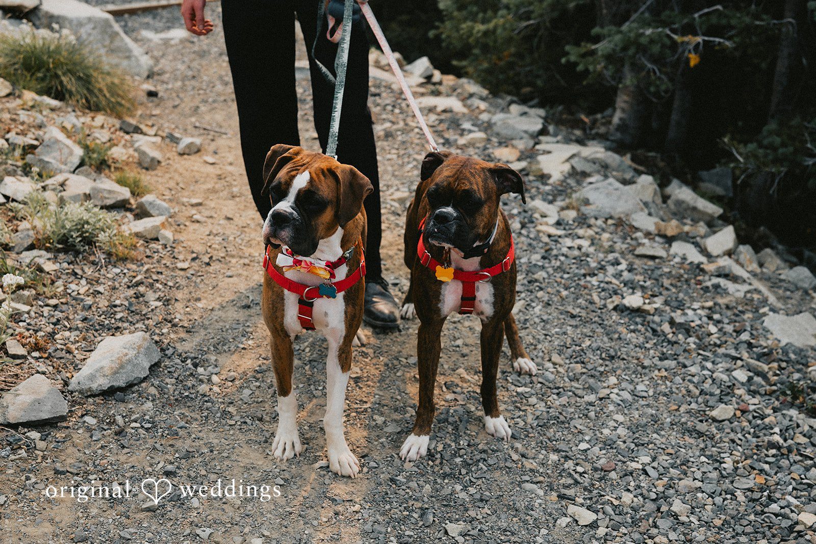 Crystal Mountain Resort Wedding // Jalyn & Logan -