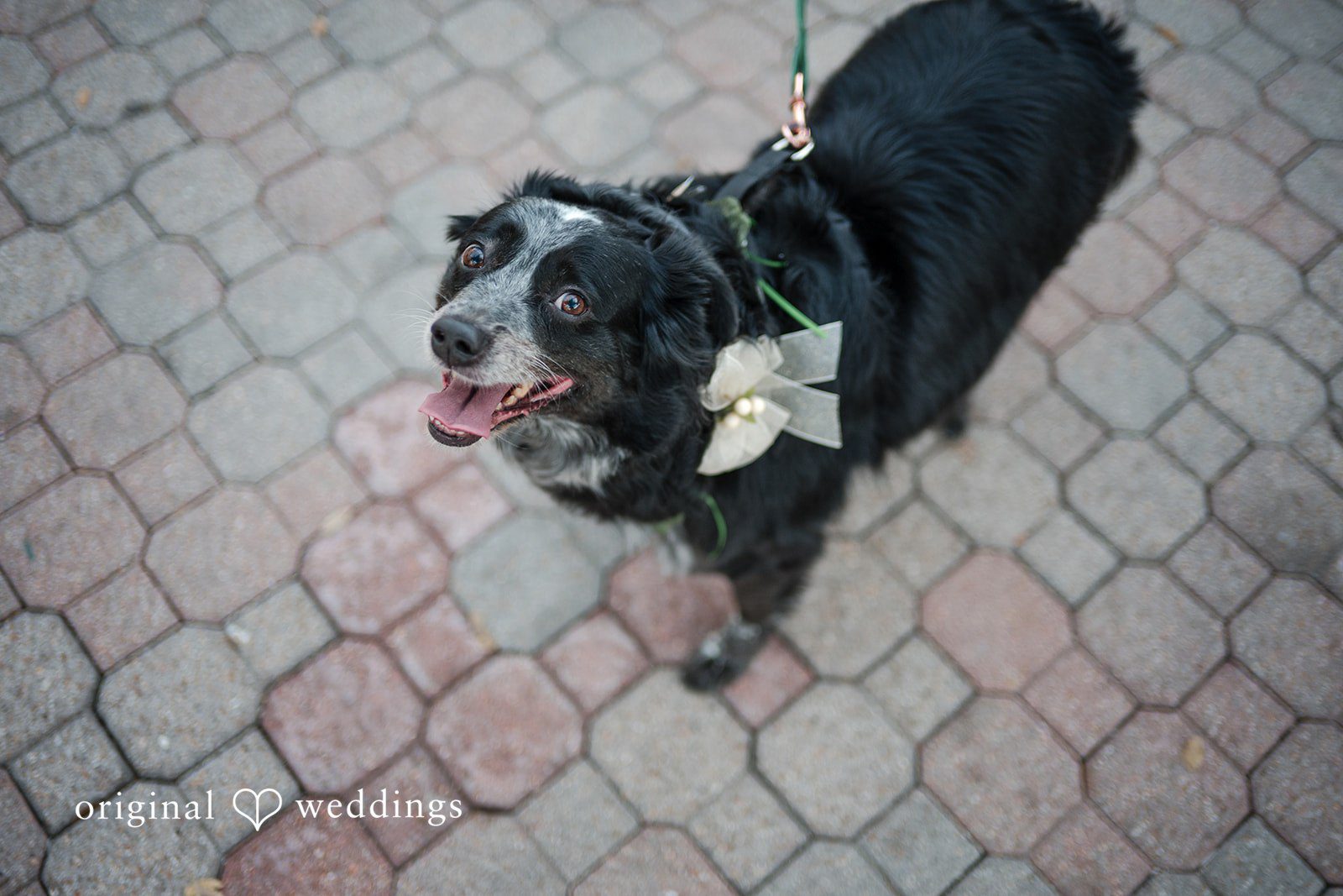 A pup at the The Allan House wedding