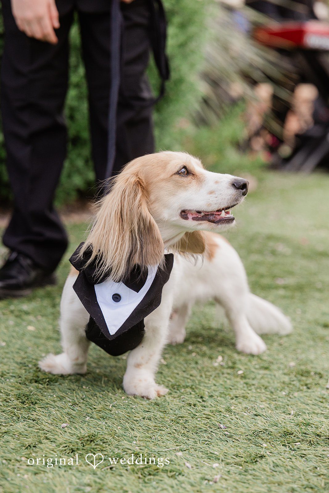 Kathryn + Calum Couple posing with their dogs on the wedding day