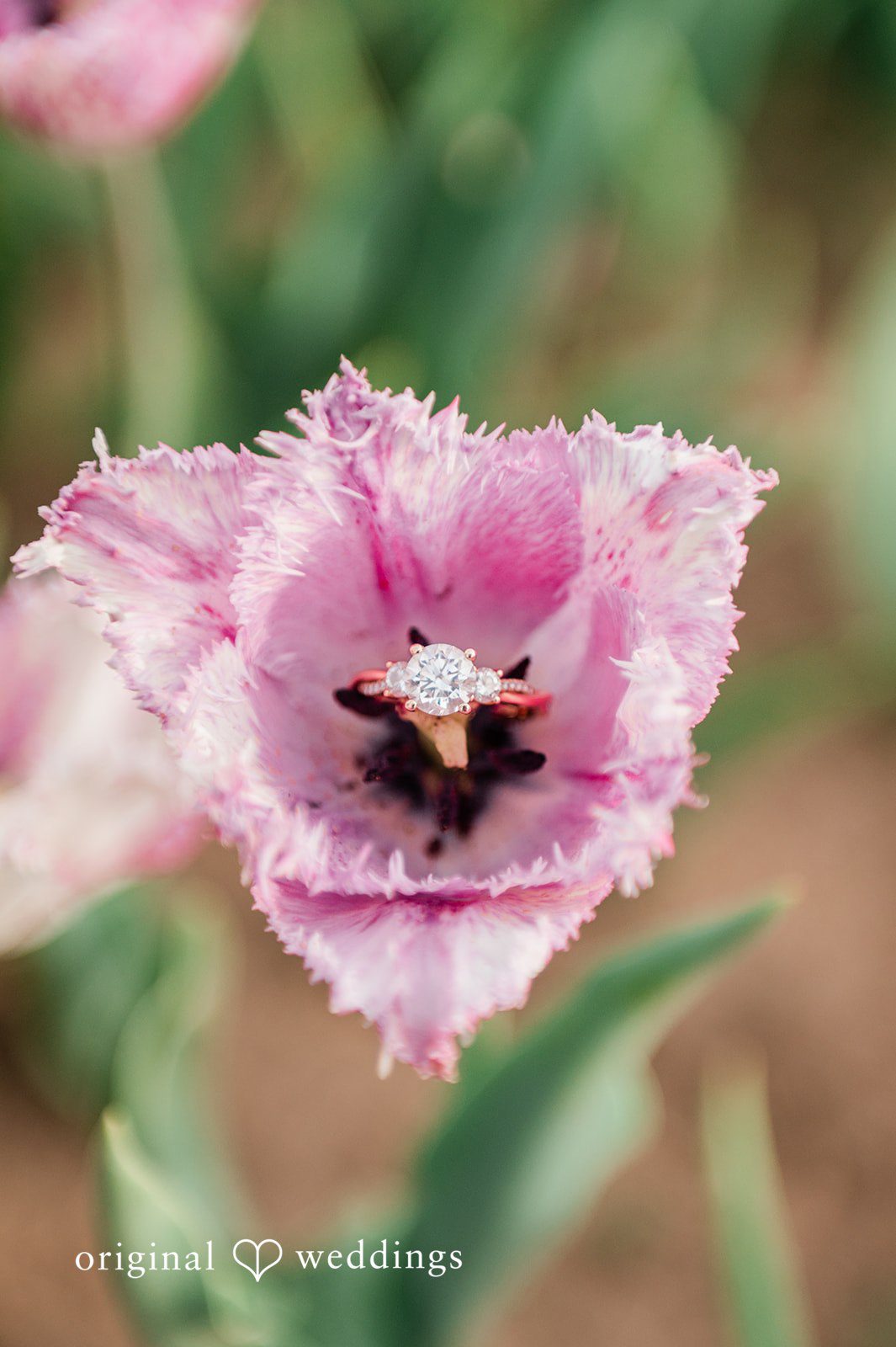 Suzanna + Morgan Close-up engagement ring detail with floral surroundings