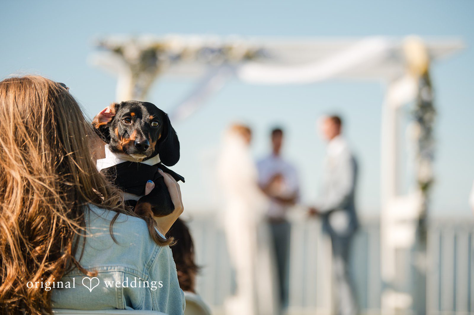 Adorable dog watching waterfront wedding ceremony