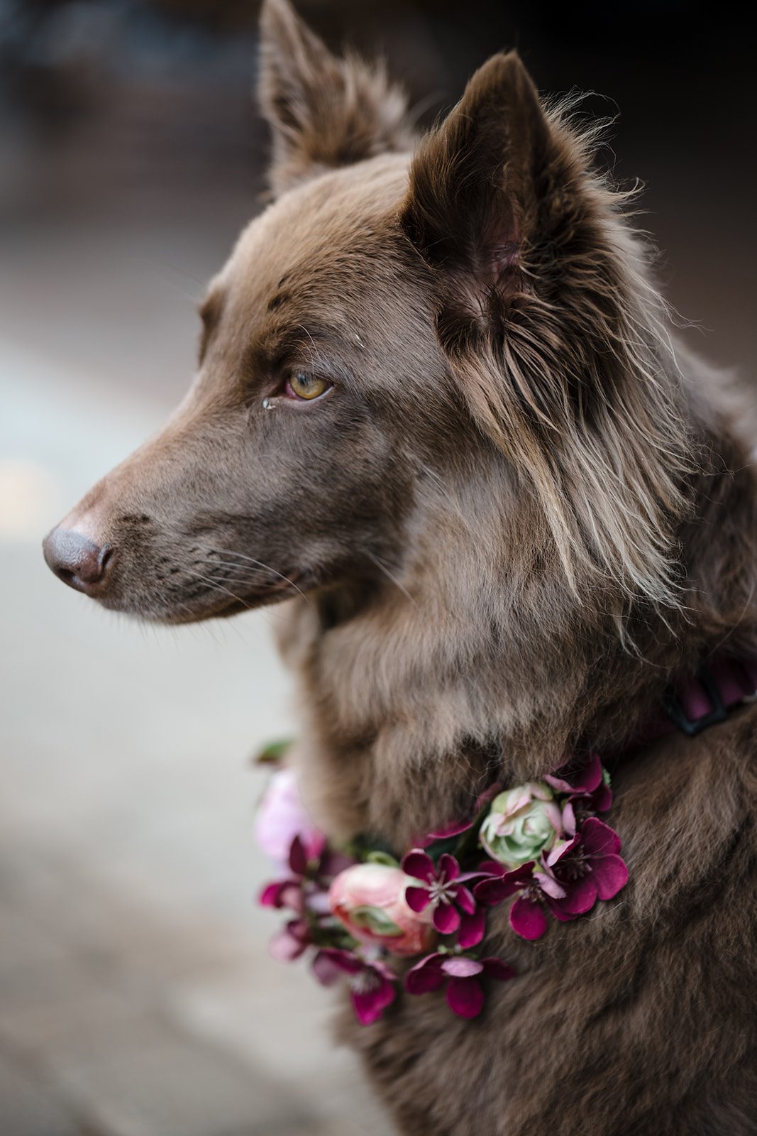 Tiare + Jeremy Cute wedding pet detail captured at Gorge Crest Vineyards