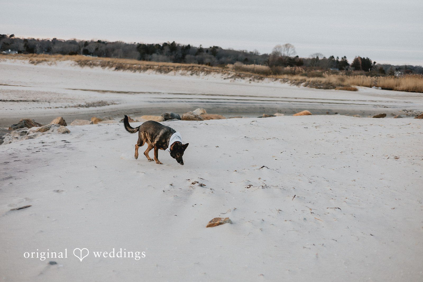 A portrait of the couple's pup wrapped in the snowy environs of the venue