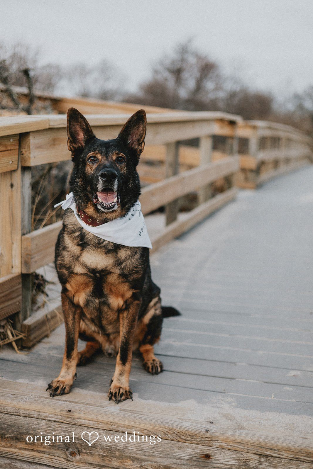 The couple’s adorable pup