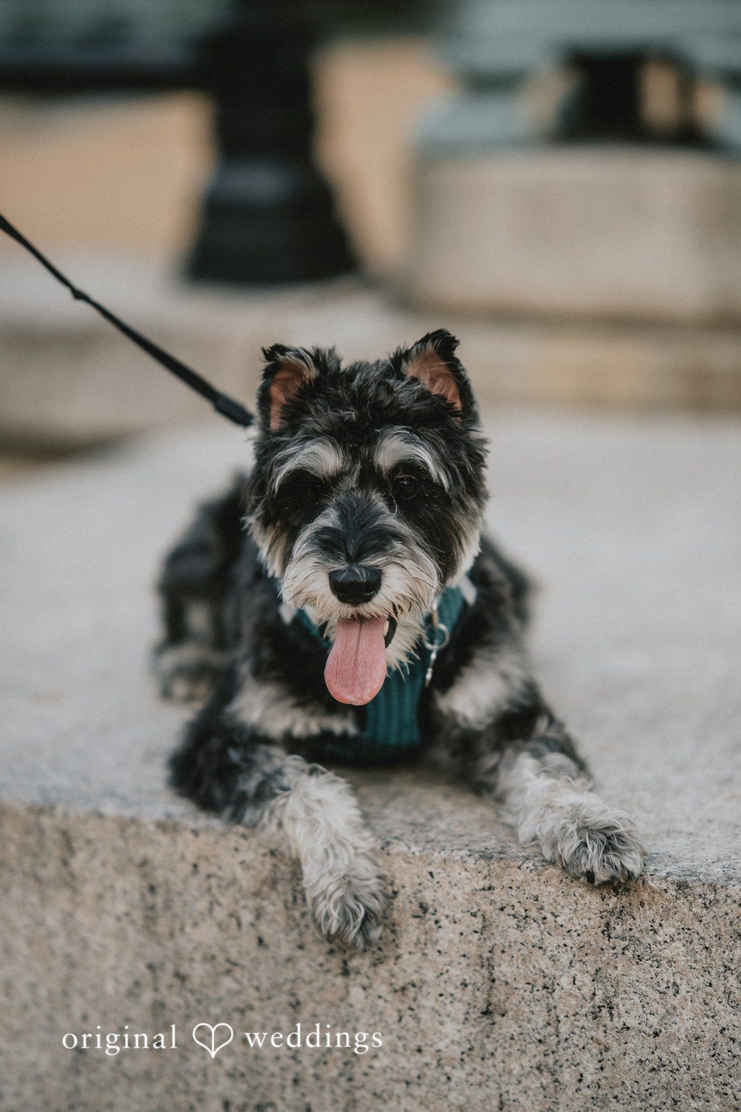 Picture of cute dog of couple at Prospect Park
