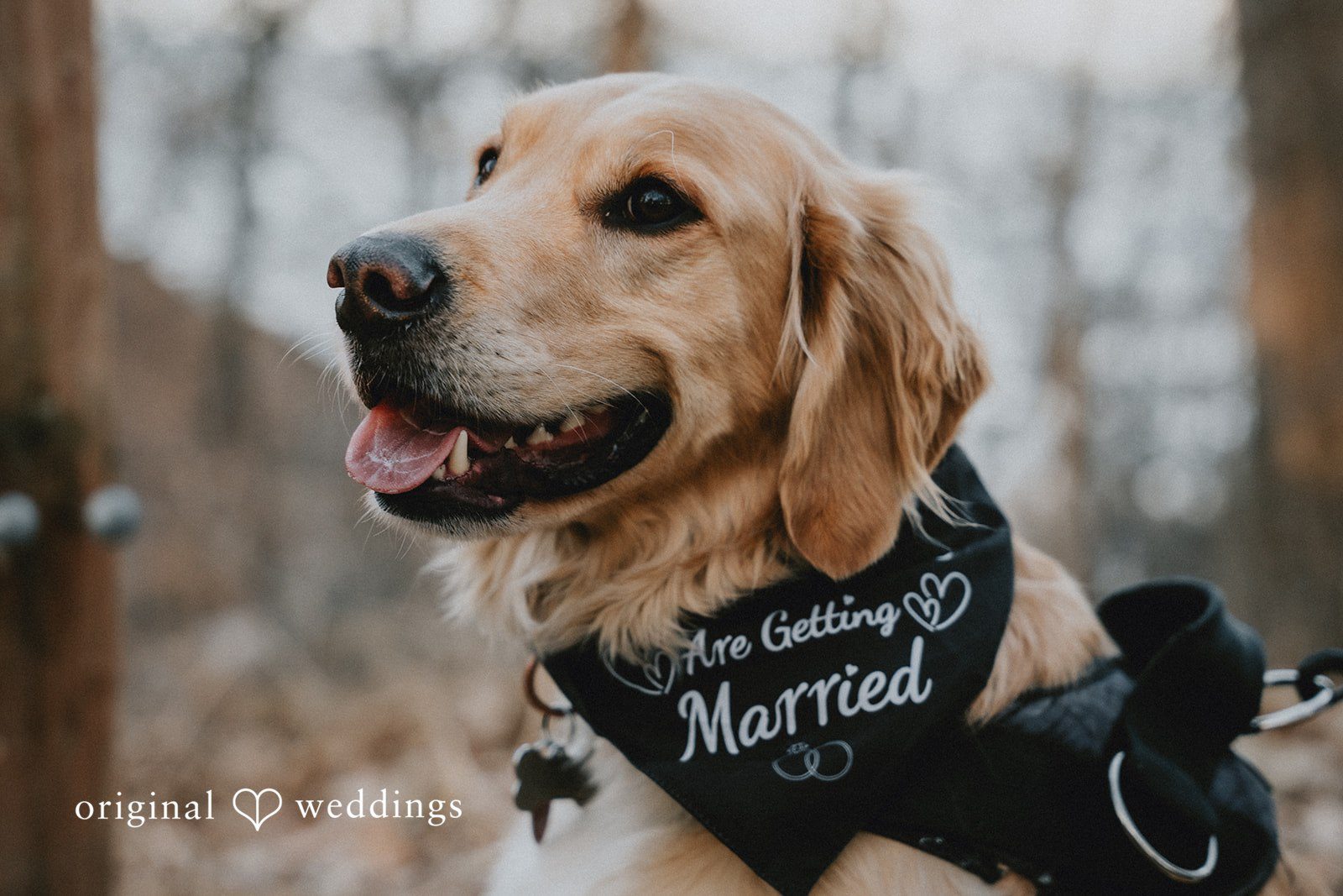 A golden retriever wearing a black bandana.